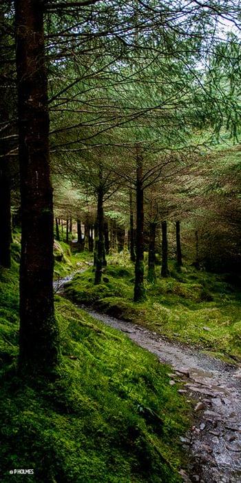 Ballyhoura forest trails